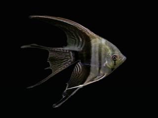 Skalár - Bicolor long fin