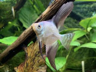 Skalár Bulgarian Green - Pterophyllum scalare / Bulgarian Green
