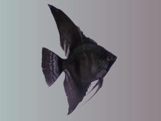 Skalár čierny -Pterophyllum scalare / black