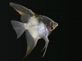 Skalár duchový -Pterophyllum scalare / ghost