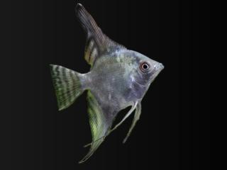 Skalar kalifornia - Pterophyllum scalare / california