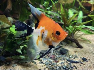 Skalár KOI - Pterophyllum scalare / koi