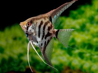 Skalár Leopard -Pterophyllum scalare / leopard