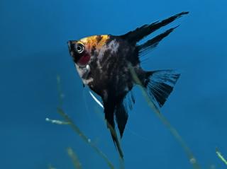 Skalár mramorový gold head - Pterophyllum scalare / marble gold head