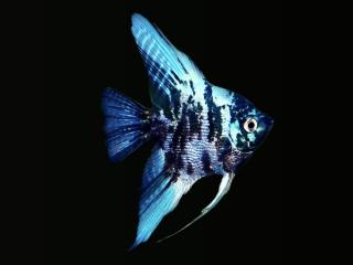 Skalár mramorový Modrý - Pterophyllum scalare / blue marble