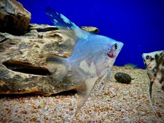 Skalár Paraiba - Pterophyllum scalare / paraiba