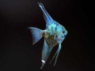 Skalár Pinoy blue avatar -Pterophylum scalare / Pinoy blue avatar