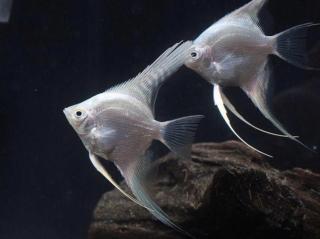 Skalár Platinum - Pterophyllum scalare / platinum white