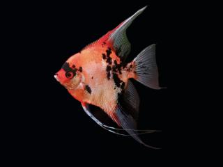 Skalar red devil -Pterophyllum scalare / red devil