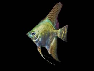 Skalár zelený - Pterophyllum scalare / green