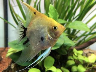 Skalár zlatá hlava - Pterophyllum scalare / yellowhead