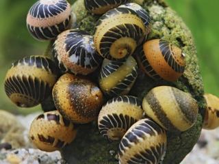 Slimák Clithon yellow Lady – Clithon sowerbianum