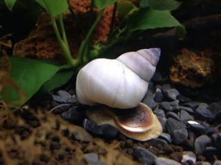 Slimák filopaludina martensi / White
