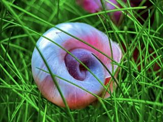 Slimák Kotuľka Pink - Planorbella / duryi pink