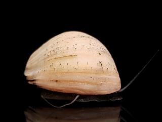 Slmák Neritina White - Neritina Pulligera / White
