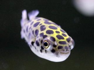 Štvorzubec Zelený - Tetraodon / nigroviridis