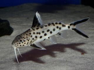Sumček kukuči - Synodontis / multipunctatus