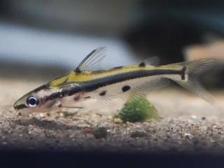 Sumček mramorový - Hyalobagrus flavus