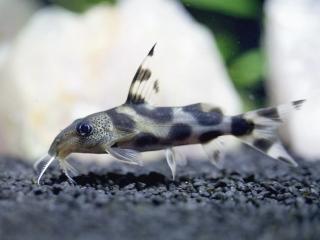 Sumček ozdobný - Synodontis / decorus