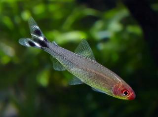 Tetra červenoústa - Hemigrammus rhodostomus