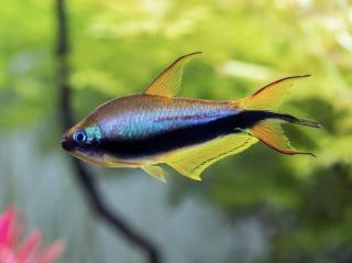 Tetra cisárska - Nematobrycon / palmeri