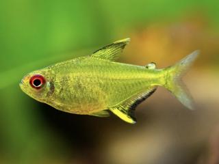 Tetra citrónová - Hyphessobrycon / pulchripinnis