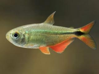 Tetra kopijovitá - Hemigrammus / caudovittatus