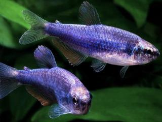 Tetra kráľovská super blue- Inpaichthys / kerri superblue