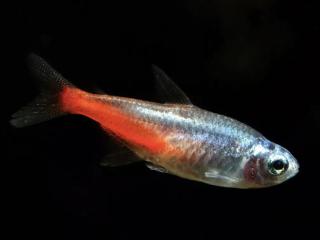 Tetra neonová Diamantová - Paracheirodon / innesi diamant