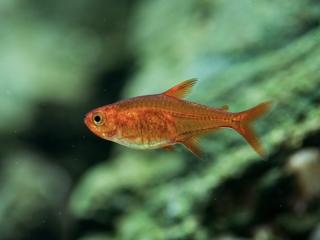 Tetra ohnivá - Hyphessobrycon amandae