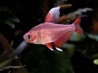Tetra ozdobná-biela - Hyphessobrycon / bentosi white fin