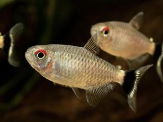 Tetra paraguajská - Moenkhausia / sanctaefilomenae