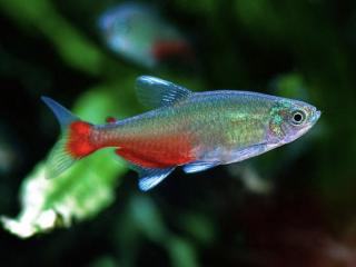 Tetra Rathbunova – Aphyocharax rathbuni