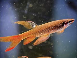 Tetra striekavá - Copella / arnoldi