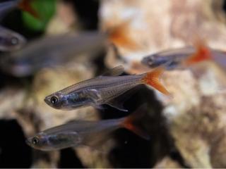 Tetra Vláknoplutvá- Prionobrama / filigera