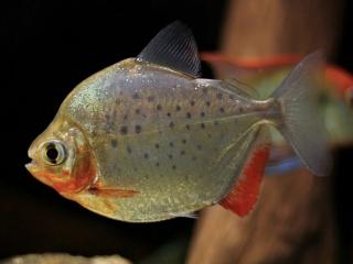 Tetrovka Škvnitá - Metynnis / maculatus