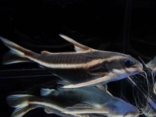 Trnovec bielopruhý - Platydoras / costatus