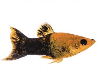 Živorodka ostropyská - Poecilia sphenops / gold black molly