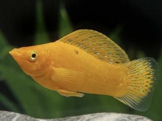 Živorodka ostropyská zlatá - Poecilia sphenops / gold molly