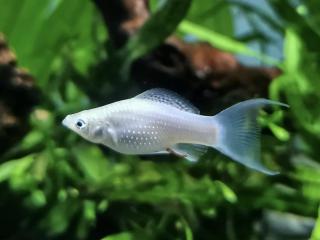 Živorodka strieborná - Poecilia latipinna / silver molly