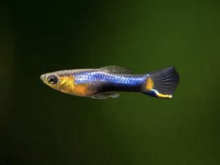 Živorodka wingei “blue star“ - Poecilia wingei