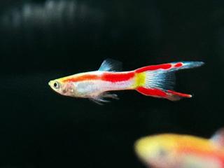 Živorodka wingei “red laser“ – Poecilia wingei