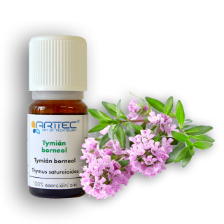 Tymian borneol (Thymus satureoides)