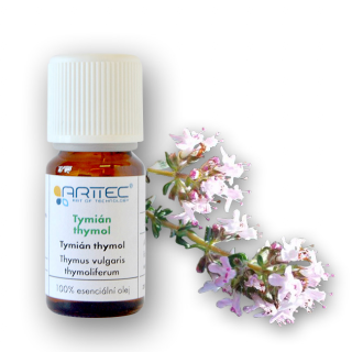 Tymian thymol (Thymus vulgaris L.)