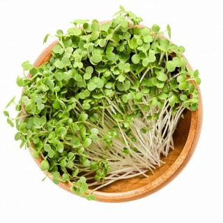 inGREEN inGreen Microgreens set 2+2 HOŘČICE