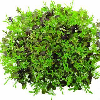 inGREEN inGreen Microgreens set 2+2 MIZUNA ČERVENÁ