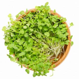 inGREEN inGreen Microgreens set 2+2 RUKOLA