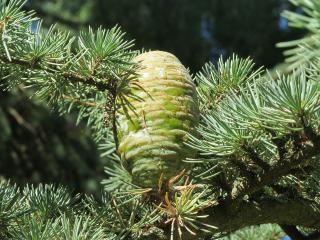 Céder himalájsky Cedrus deodara výška 30 - 50 cm