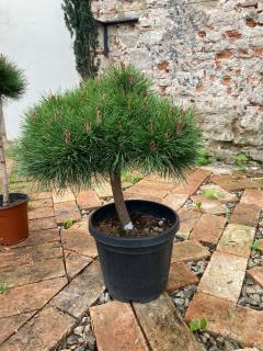 Borovica Brepo Pinus Nigra Brepo 63cm výška rastliny + kvetináč