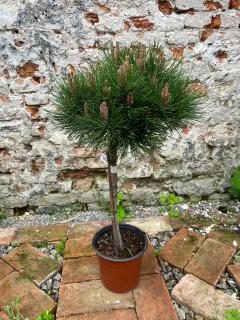 Borovica Brepo Pinus Nigra Brepo 85cm výška rastliny + kvetináč